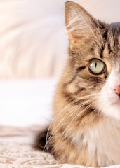 Beautiful, long haired tabby cat with long whiskers and expressive eyes in homely setting.