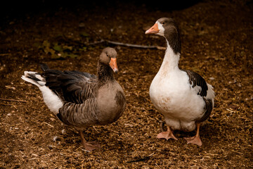 several domestic variegated waterbirds stands on barn yard.