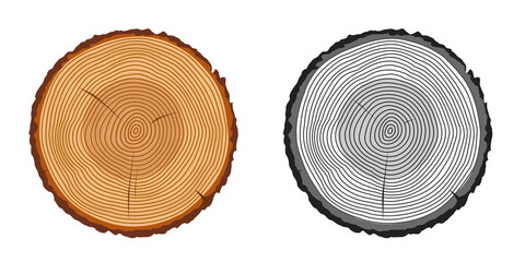 Tree trunk rings cut isolated close up vector cartoon illustration set, black and white and brown colorful wooden stump slice - obrazy, fototapety, plakaty