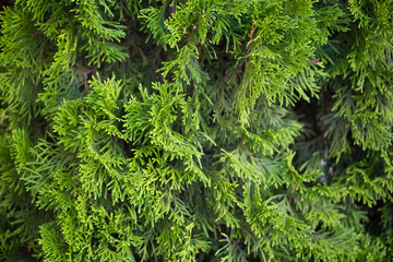 thuja smaragd closeup photo. green leaves of needles