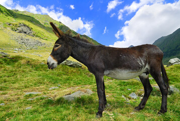 Mountain donkey on green field