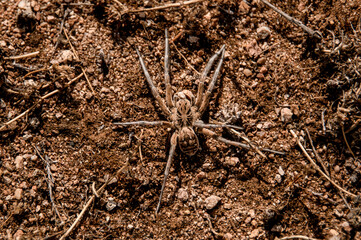 top view of shaggy brown spider like tarantula crawling along the ground.