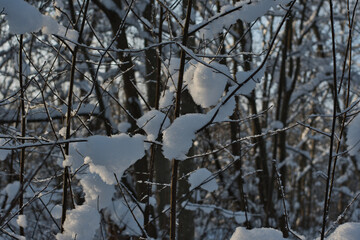 Close-up of tender snowy lumps, which, like pieces of cotton wool, lie on the twigs of a wild bush...