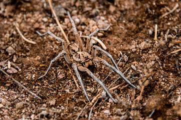 Close-up view of shaggy brown spider like tarantula crawling along the ground.