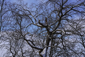 Schneebedeckte Äste und Zweige vor blauem Himmel und Wolken im Winter bei Sonnenschein