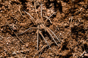 high angle view of shaggy brown spider like tarantula crawling along the ground.
