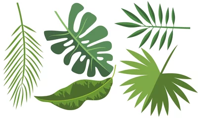 Fotobehang Tropische bladeren Collectie van tropische bladeren. Zomer logo