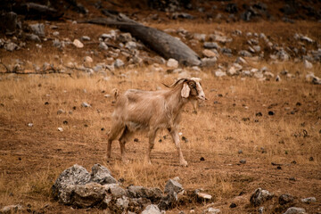 beautiful furry goat with horns walking on stoned meadow