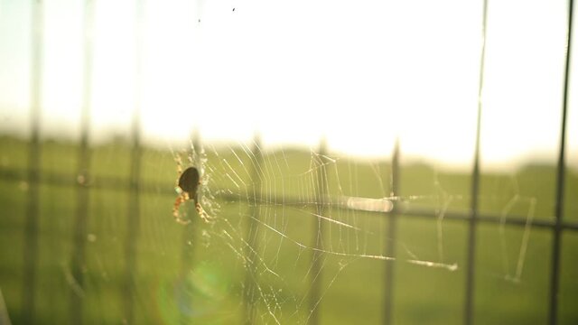 Spider web on a meadow in the rays of rising sun, spider on background a golden sunset