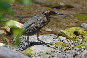 Juvenile Lava heron (Butorides sundevalli) in Galapagos Islands, Ecuador
