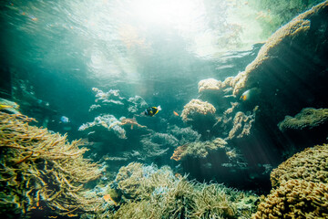 Fototapeta na wymiar Underwater coral reef on the red sea