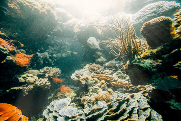 Plakat Underwater coral reef on the red sea