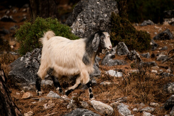 side view of beautiful furry goat walking on stoned meadow