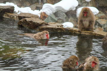 Obraz premium 温泉に浸かるニホンザル