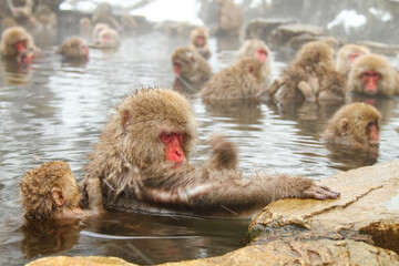 Naklejka premium 温泉に浸かるニホンザル