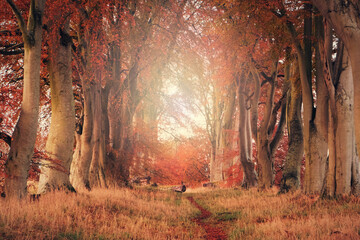 Spectacular autumn forest with golden sunlight framed by tall autumnal trees with a perfectly placed fallen log.