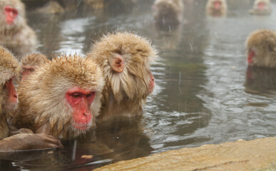温泉に浸かるニホンザル