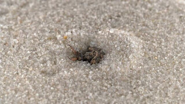 Insect larva Myrmeleon formicarius or common antlion, family Myrmeleontidae, order Neuroptera. Predator, buries itself in the sand, making a funnel and waits for prey