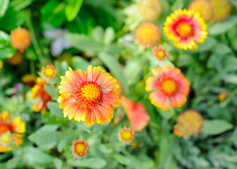 Vibrant Yellow and Orange Flowers