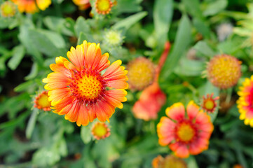 Vibrant Yellow and Orange Flowers