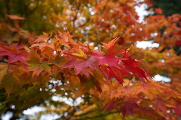 Sapporo, Japan - 15 Oct 2020: Autumn leaves in Sapporo Art Park