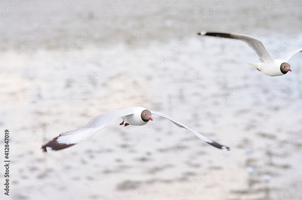 Wall mural Black-headed Gulls in Flight