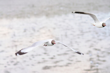 Black-headed Gulls in Flight