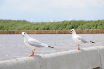 Gulls on a Rail
