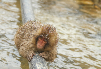 Fototapeta premium パイプを渡るニホンザル