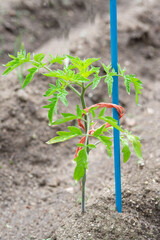 Plantas de tomate con flores en la huerta