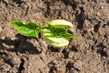 Plantas de judías germinando y creciendo en la huerta ecológica