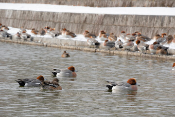 冬の池を泳ぐカモと後ろで休むカモの群れ