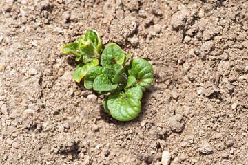 Plantas de judías germinando y creciendo en la huerta ecológica