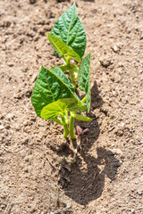 Plantas de judías germinando y creciendo en la huerta ecológica