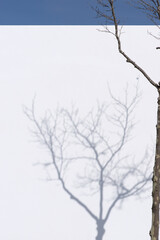 Sombra del ramaje deshojado de un árbol proyectado sobre una pared blanca un día soleado de invierno con cielo azul.