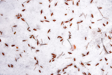Winter background, spruce needles and flowers of cones scattered in the snow.