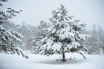 Winter landscape with snowy trees and snowflakes. Christmas concept