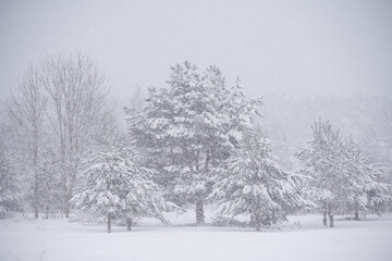 Winter landscape with snowy trees and snowflakes.
