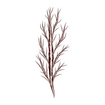 Sketch of a tree with bare branches without leaves. Vector illustration. Isolated plant on a white background.
