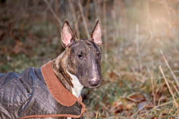 Majestic bullterrier wearing a winter coat with autumnal creamy backdrop 