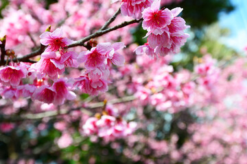 鮮やかな緋寒桜
