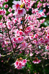鮮やかな緋寒桜