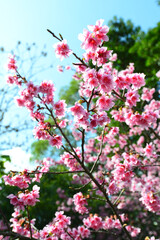 鮮やかな緋寒桜