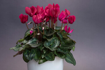 Cyclamen  pink flowers in the white  pot  spring 