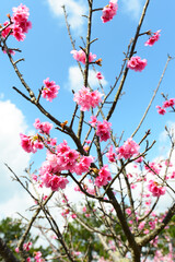 鮮やかな緋寒桜