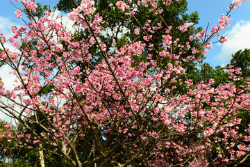 鮮やかな緋寒桜