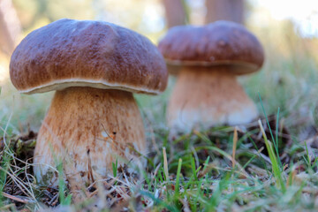 Fototapeta premium mushrooms in the grass
