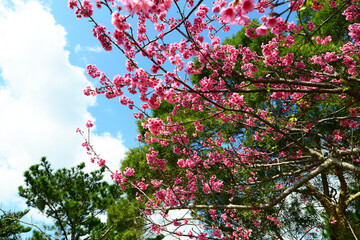 鮮やかな緋寒桜