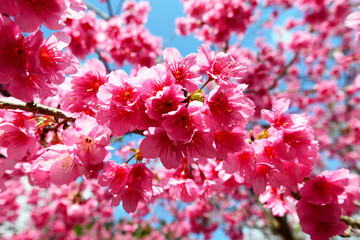 鮮やかな緋寒桜