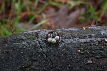 snail on the ground